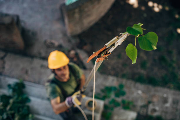 Best Hedge Trimming  in USA